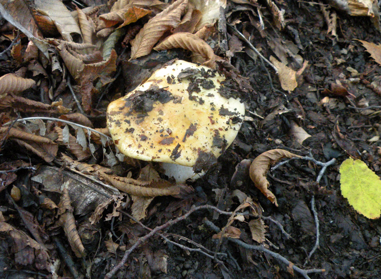 Due Cortinarius appenninici